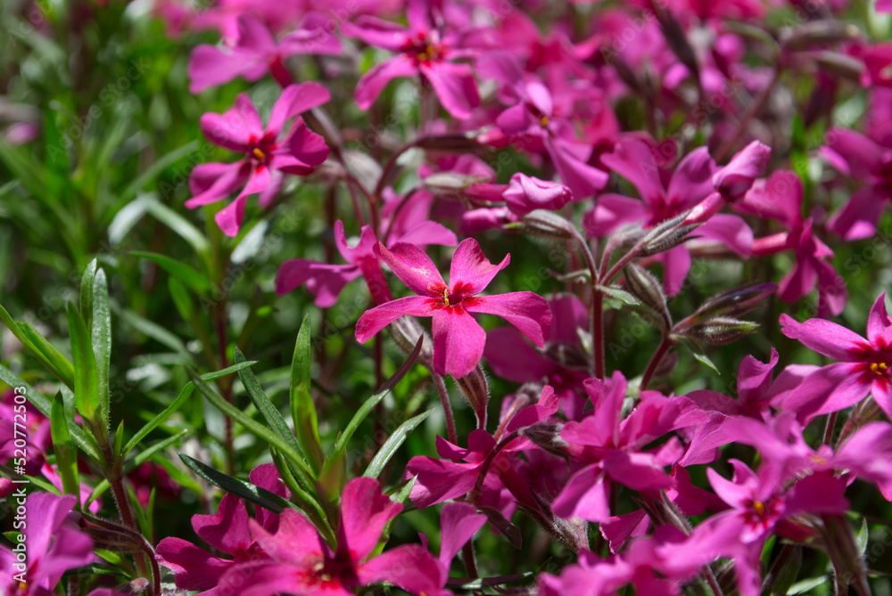 Pink flowers with green grass on the background. Natural background. Background of pink flowers phlox subulata