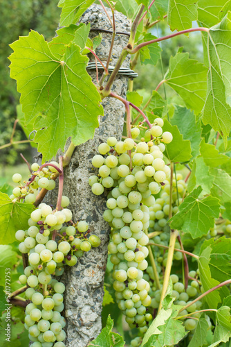 Wallpaper Mural white grapes grow on the bush Torontodigital.ca