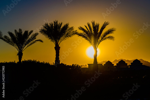 Palm trees against the sunset at Sharm El Sheikh  Egypt