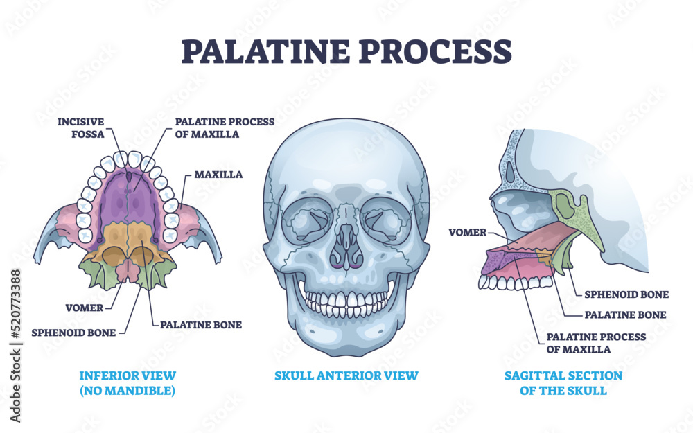 Stockvector Palatine Process Section Anatomy With Maxilla Structure 