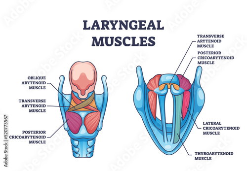 Laryngeal muscles anatomy with medical muscular structure outline diagram. Labeled educational scheme with voice box detailed muscle system vector illustration. Oblique and transverse arytenoid model.