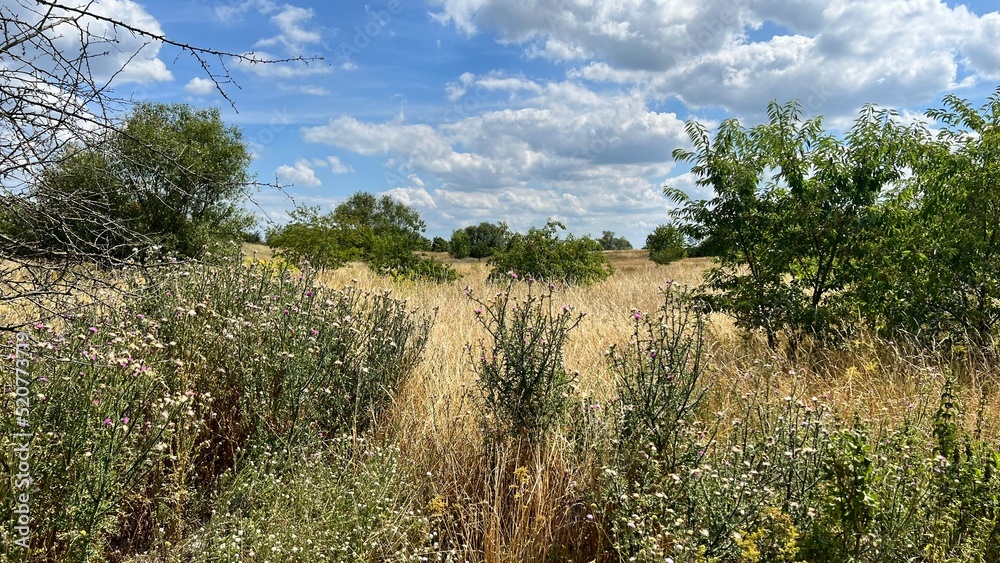 grass and sky grass and sky