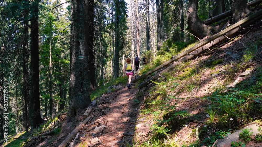 people are hiking in the mountains in summer in the forest people are hiking in the mountains in summer in the forest