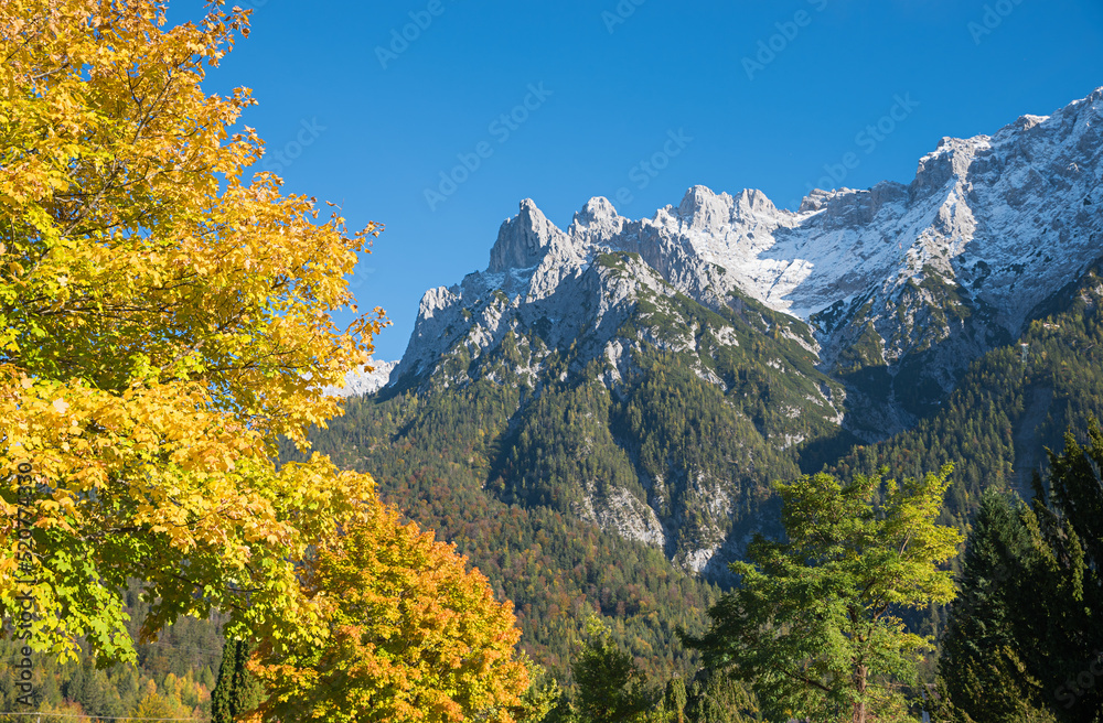 golden maple tree in autumn, view to Karwendel alps Mittenwald, bavaria