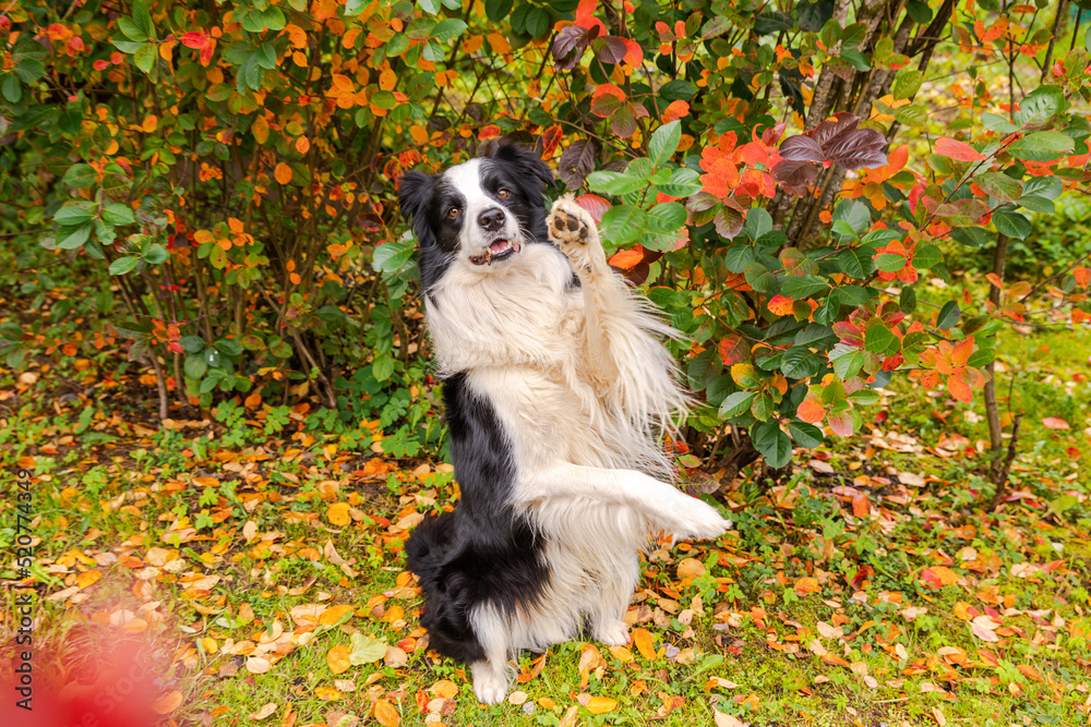 Funny smiling puppy dog border collie playing jumping on fall colorful foliage background in park outdoor. Dog on walking in autumn day. Hello Autumn cold weather concept