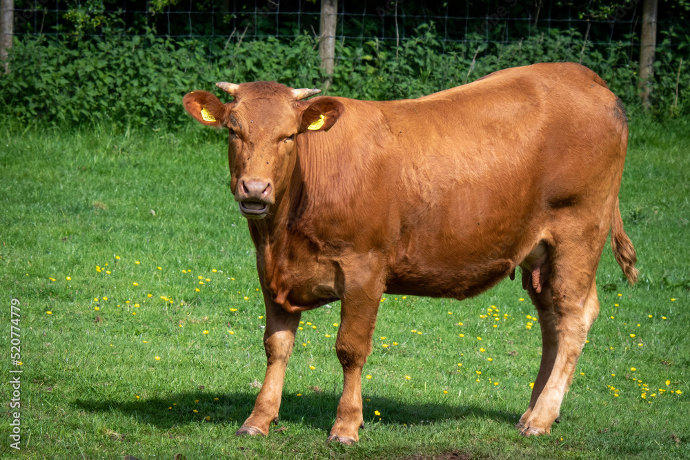 Bull in field