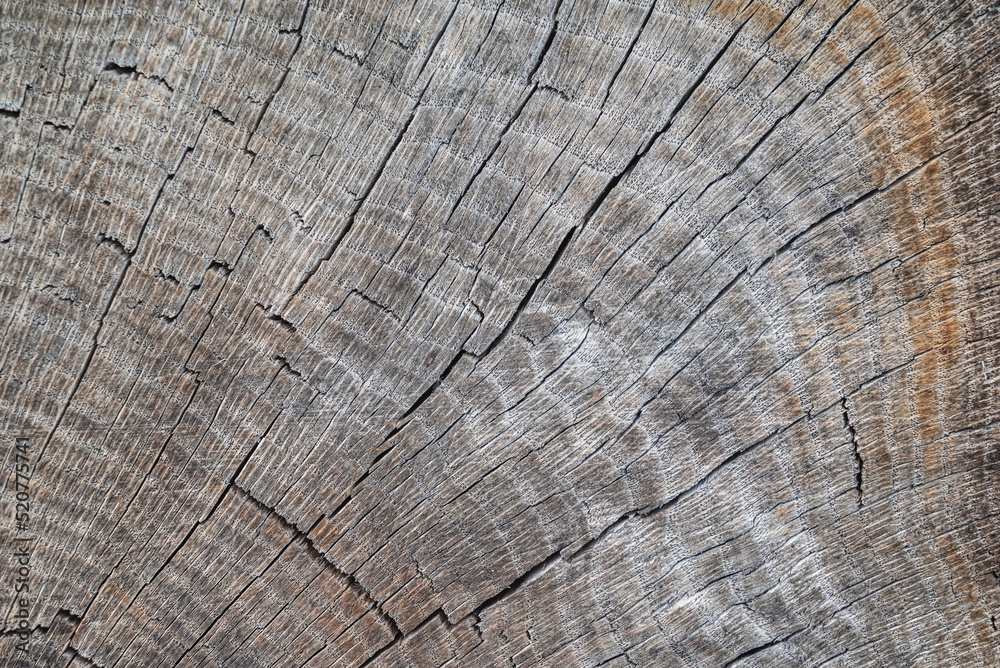 High quality white wood texture with lines. Photorealistic 4k texture High quality white wood texture with lines. Photorealistic 4k texture