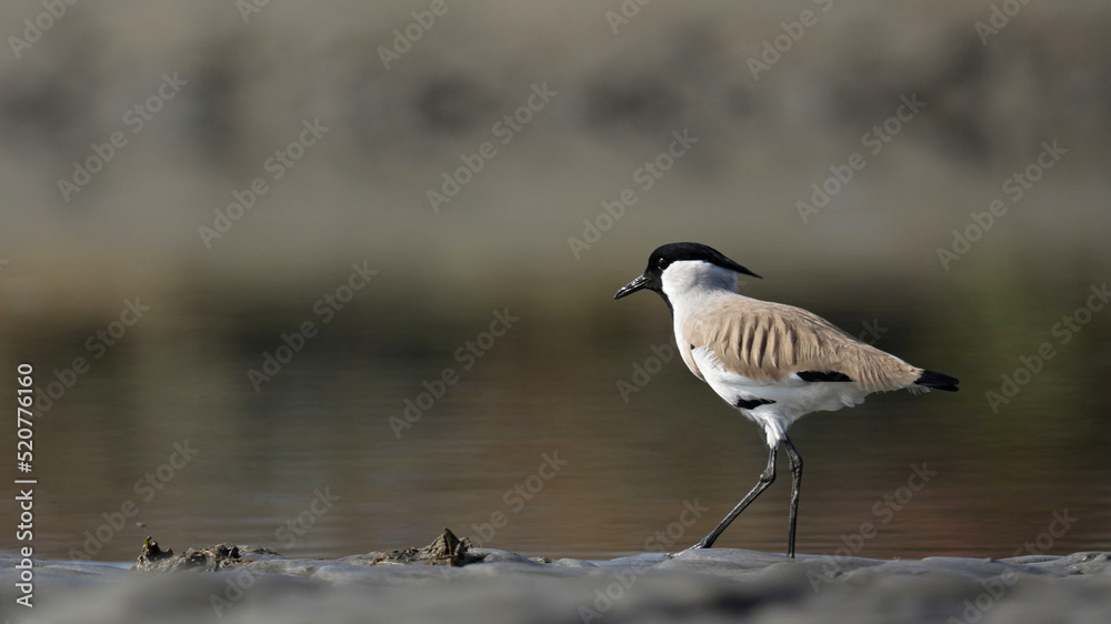 Obraz premium Close-up of a River Lapwing taking a stroll near a swamp which is in soft-focus in the midground of the image and shows symmetry with its natural habitat.