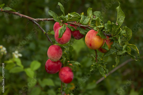 A bunch of ripe apricots on a branch. High quality photo