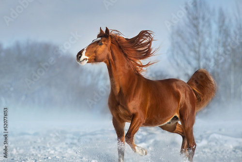 Horse run in winter snow