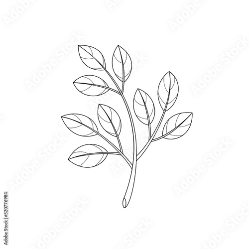 Branch  leaves  plant. Floral design elements. Vector illustration.