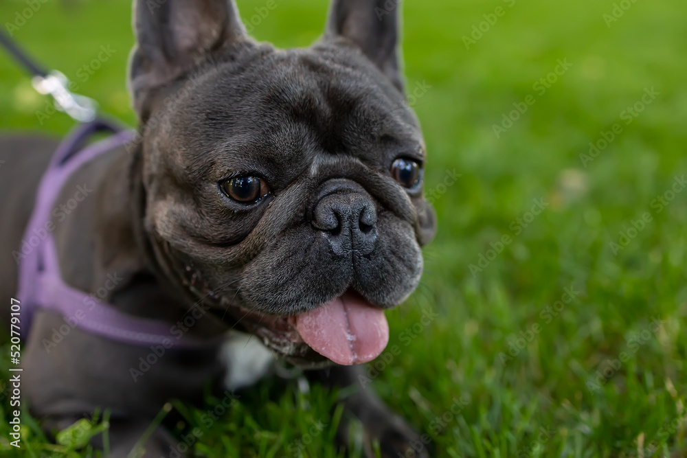 french bulldog who hides in the grass in the park, sticks out his tongue and stares ahead intently