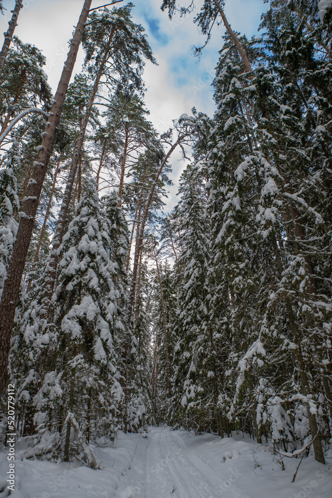 Beautiful winter landscape. Road in snowy forest. Beautiful winter landscape. Road in snowy forest.