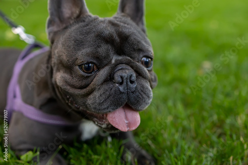 french bulldog who hides in the grass in the park, sticks out his tongue and stares ahead intently © Roman