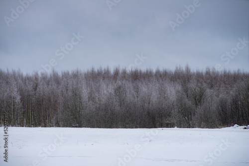 Beautiful winter landscape. Snowy forest. Grey sky.