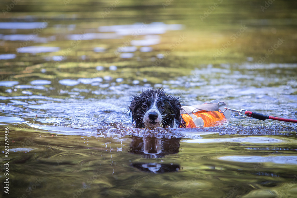 Border collie in a swimming vest