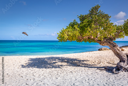Schilderij op canvas Pelican flying over idyllic beach in Aruba with Divi Divi tree, Dutch Antilles