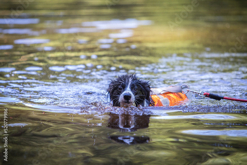 Obraz na płótnie Border collie in a swimming vest w salonie