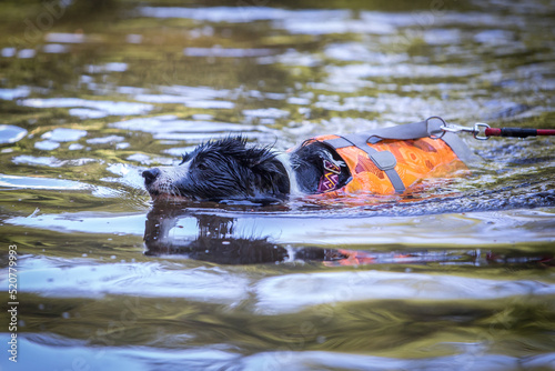 Obraz na płótnie Border collie swimming in a swim suit w salonie