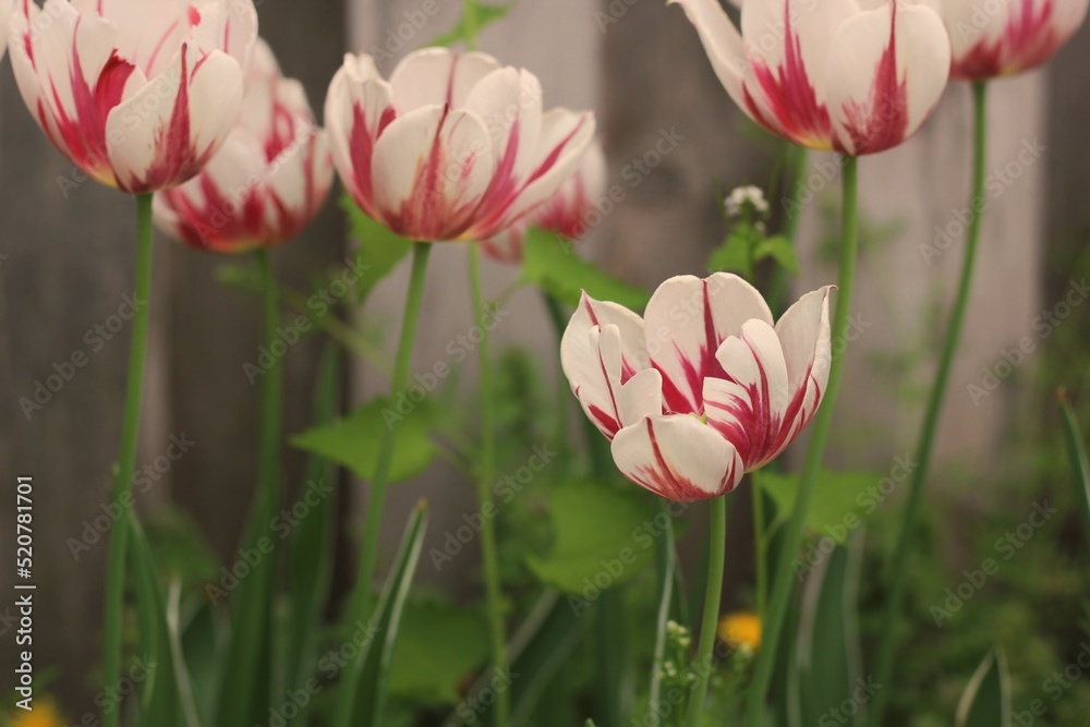 pink tulips in the garden pink tulips in the garden