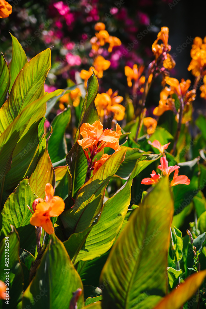 Lily Canna in the city park. A tropical plant of bright colors. Juicy greens. Greening of the city. The flower is red. Bright sunny day. Lily Canna in the city park. A tropical plant of bright colors. Juicy greens. Greening of the city. The flower is red. Bright sunny day.