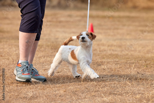 A tan and white rough coated Jack Russell Terrier puppy in training at ringcraft classes photo