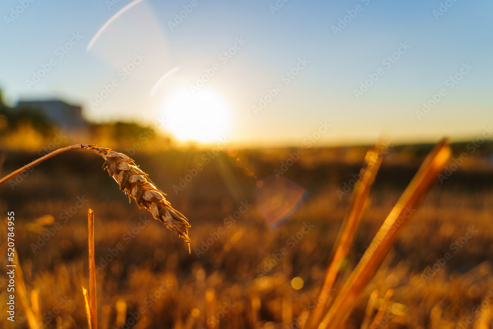 Obraz premium Close-up of a lone spikelet among the stubble at sunset against the background of the evening sun on the horizon, a background image of a hot summer evening, harvesting, survival