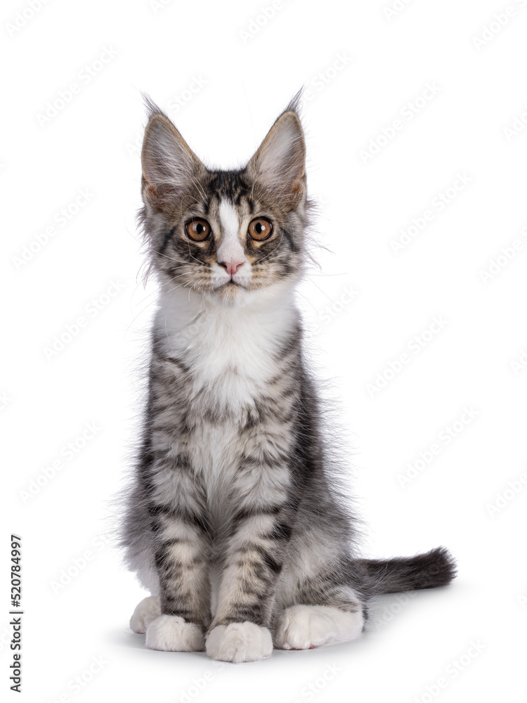 Obraz premium Cute silver Maine Coon cat kitten, sitting up facing front. Looking towards camera. Isolated on a white background.