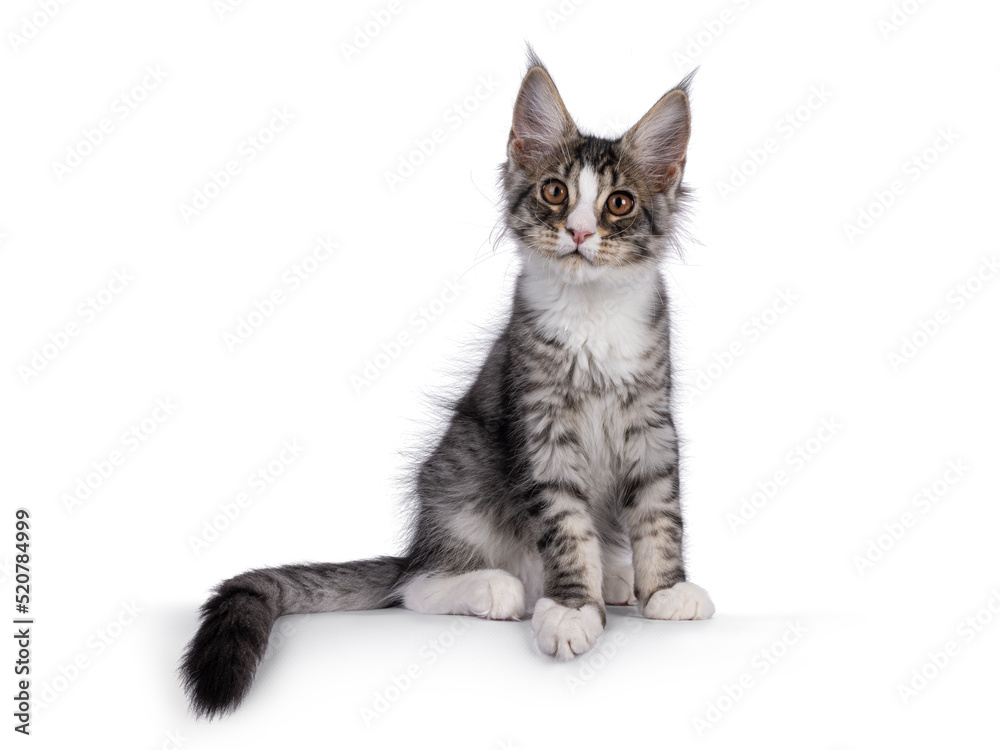 Obraz premium Cute silver Maine Coon cat kitten, sitting up facing front on edge. Looking towards camera. Isolated on a white background.