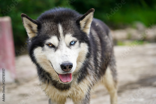 siberian husky dog