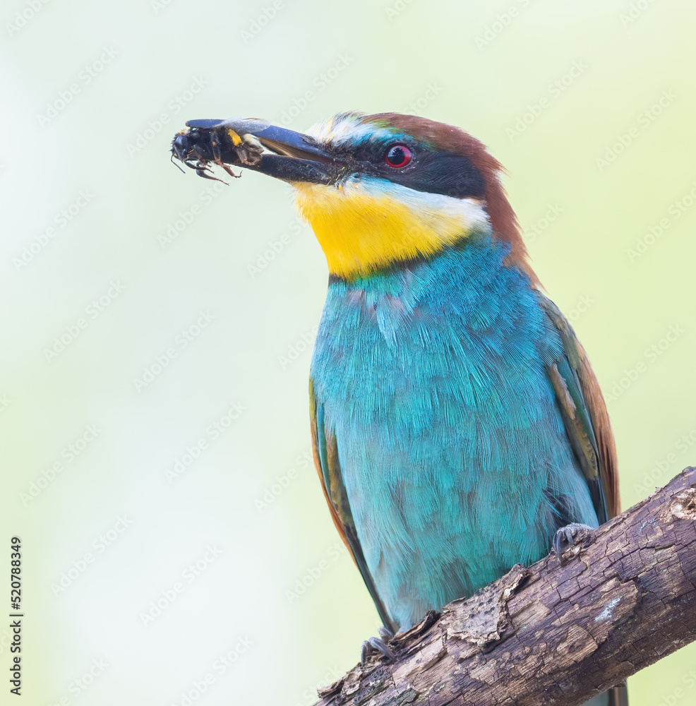 European bee-eater, Merops apiaster. A bird holds a prey in its beak. Close-up European bee-eater, Merops apiaster. A bird holds a prey in its beak. Close-up