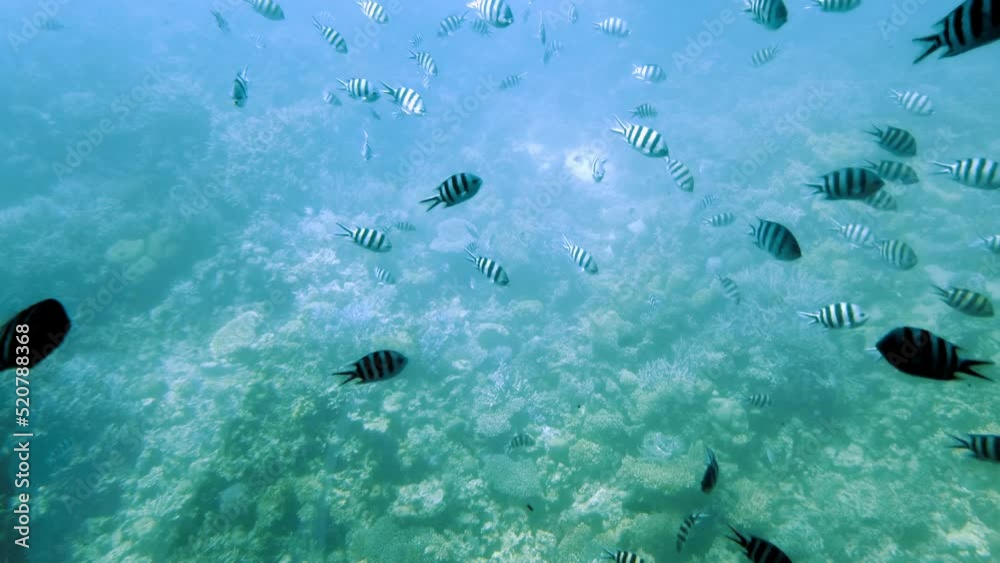 Underwater world. Coral fishes of Red sea. Egypt Underwater world. Coral fishes of Red sea. Egypt
