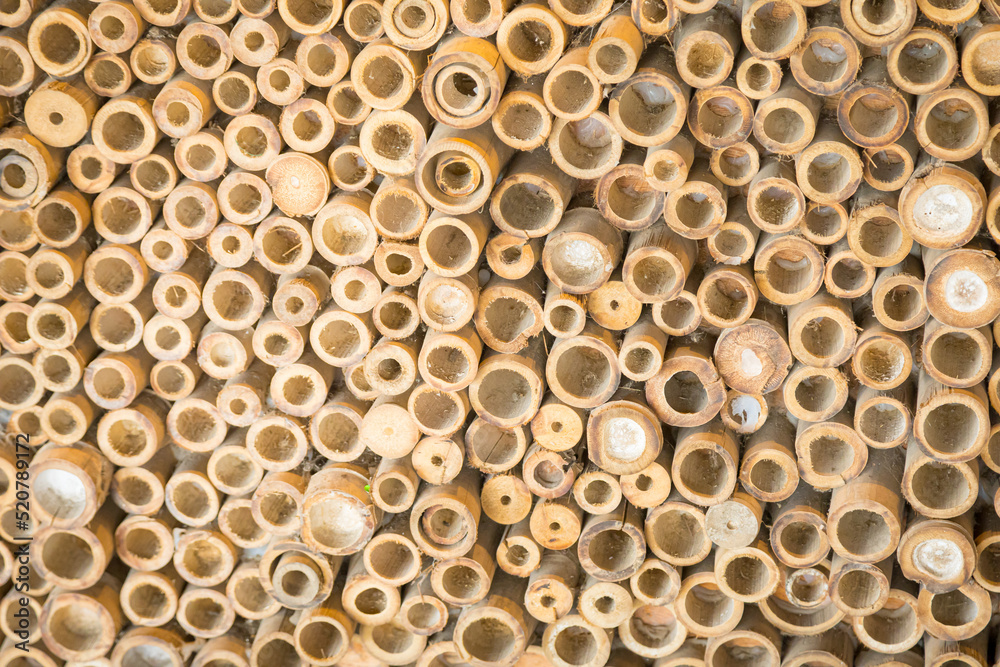 Beautiful nature cutting bamboo sticks texture Beautiful nature cutting bamboo sticks texture