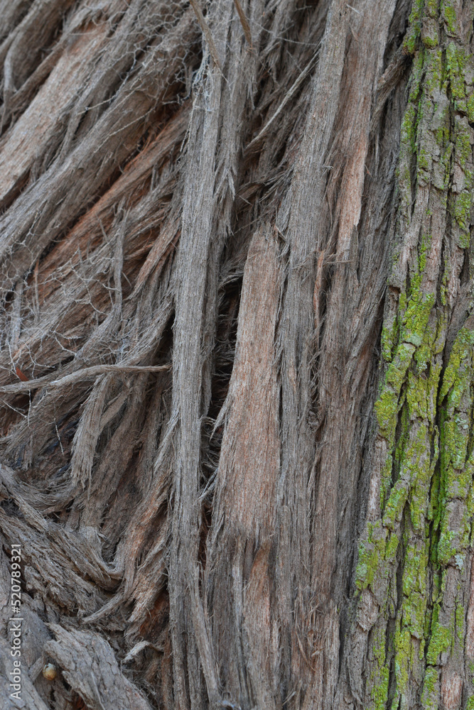 trunk and bark of eucalyptus tree trunk and bark of eucalyptus tree