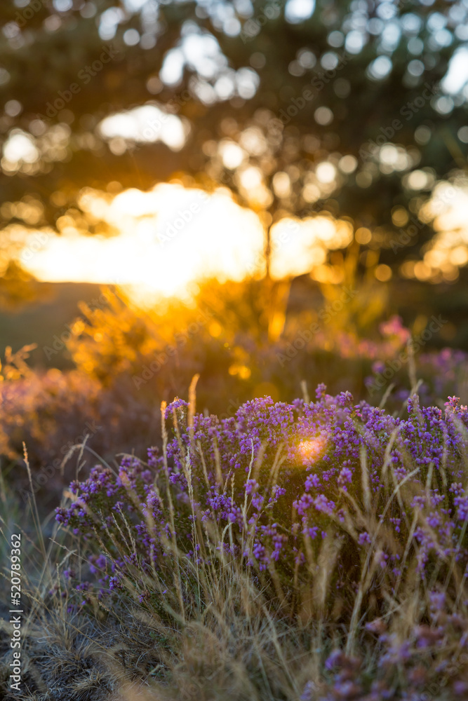 Bruyère au lever du soleil sur le sommet du Mont Caroux dans le Parc naturel régional du Haut-Languedoc