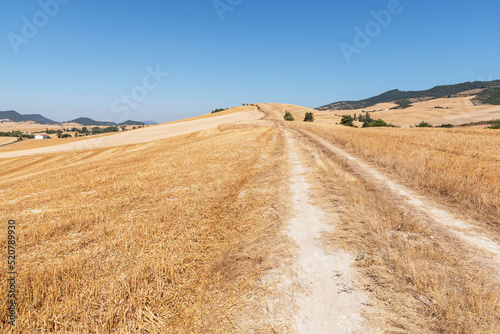Path between harvested cereal fields. Food crisis