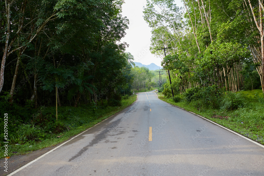 Obraz premium Road in the forest