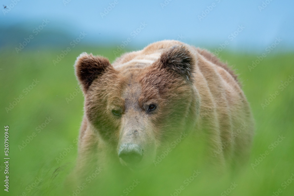 Fototapeta premium Alaskan brown bear at McNeil River