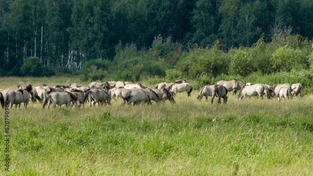 Obraz premium Tarpan horses in nature. Wild horses. Wildlife and nature background. Herd of wild horses Tarpan on the pasture.