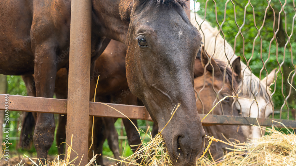 Fototapeta premium Horses eating fresh hay between the bars of an wooden fence. Group of purebred horses eating hay on rural animal farm.