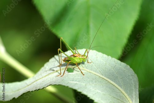 Male Speckled bush-criket (Leptophyes punctatissima). Family bush-criket (Tettigoniidae). On a bended leaf of a butterfly-bush, summer lilac (Buddleja davidii). Dutch garden, summer. Netherlands,