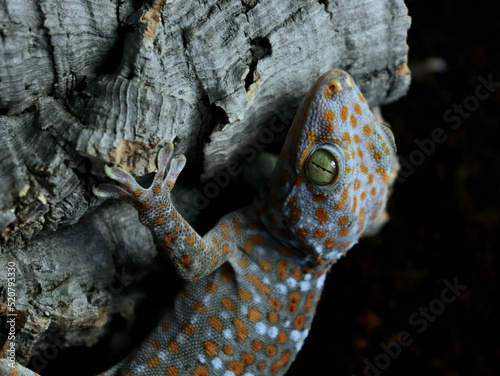 tokay gecko big toke lizard photo