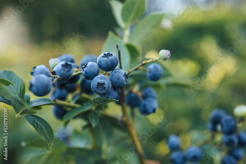 A branch of a large blueberry on a bush close-up