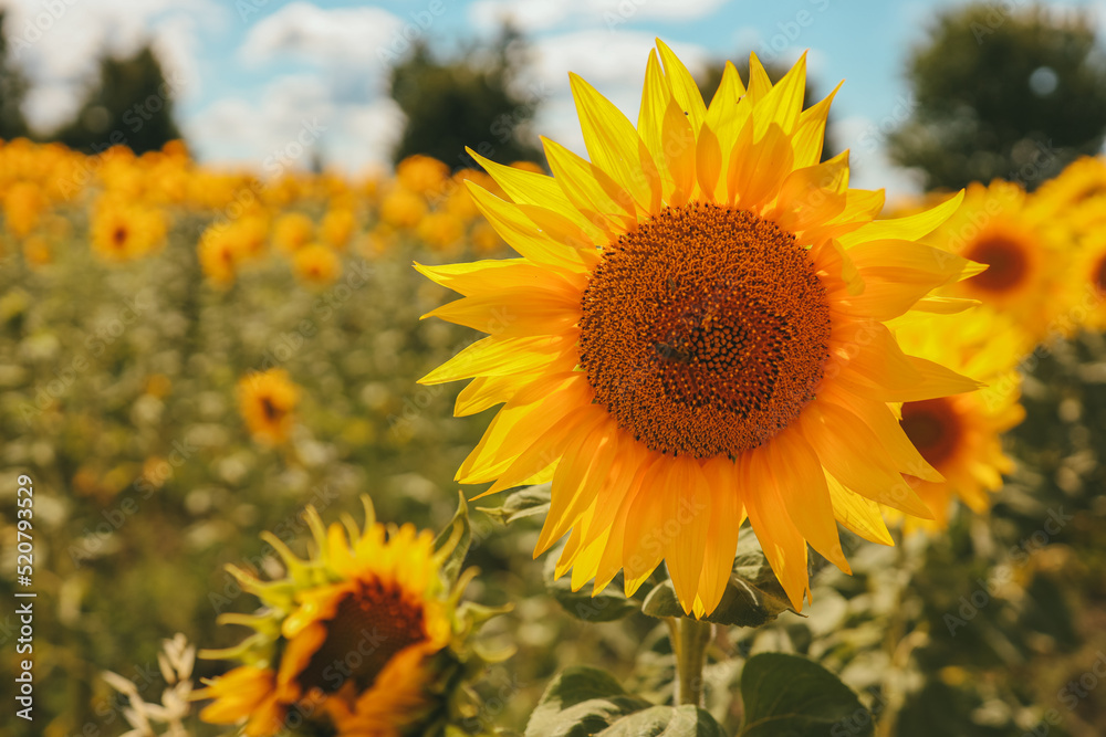Fototapeta premium Honey Bee pollinating sunflower. Sunflower field in background. Selective focus.