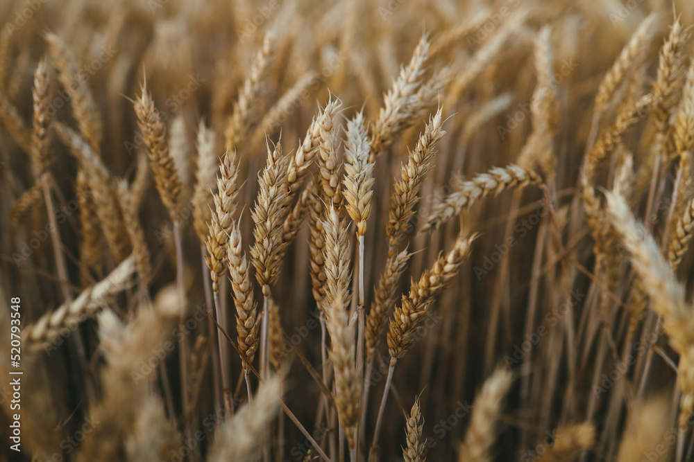Fototapeta premium ears of wheat on the field a during sunset. wheat agriculture harvesting agribusiness concept. walk in large wheat field. large harvest of wheat in summer on the field landscape lifestyle