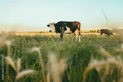 Black and white dairy cow grazing in a field