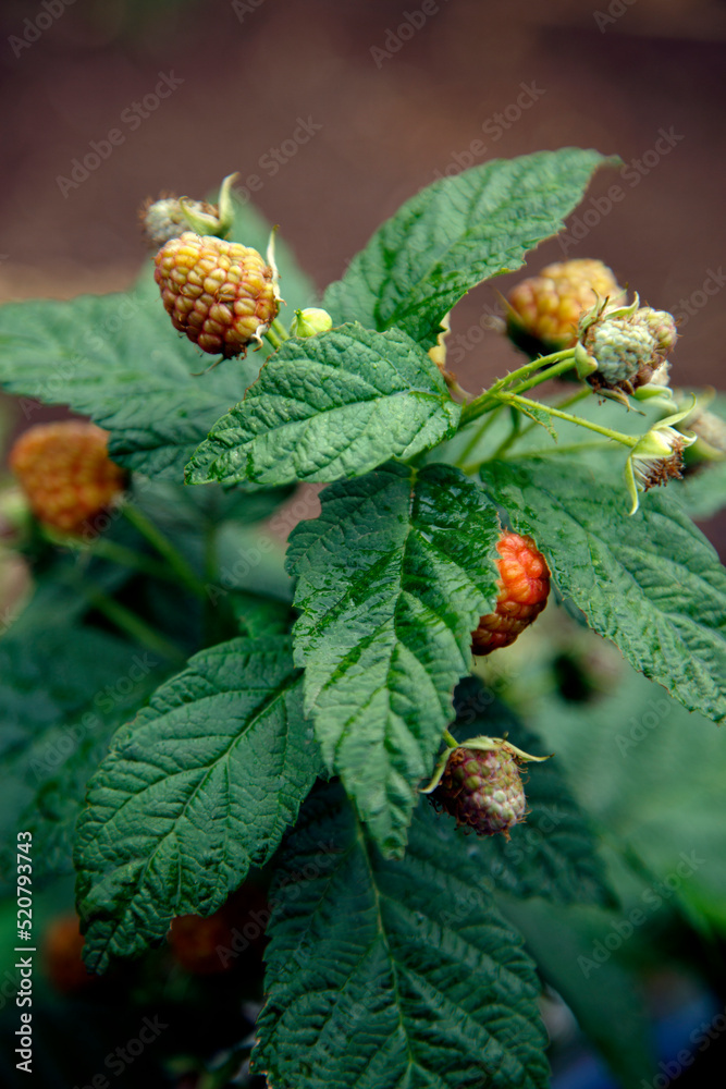 Fresh organic red raspberries. Composition with non-gmo red raspberries on the table. The concept of health, non-gmo products, clean ecological food. Fresh organic red raspberries. Composition with non-gmo red raspberries on the table. The concept of health, non-gmo products, clean ecological food.