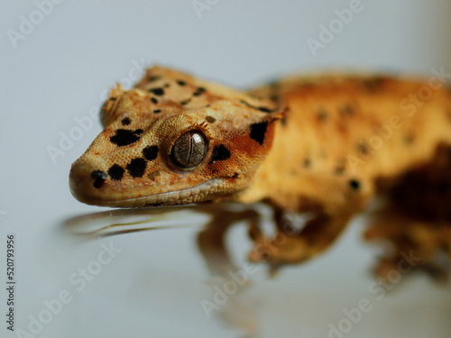 crested gecko eyes lizard photo