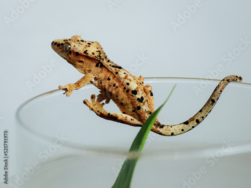 big lizard crested gecko on the grass photo