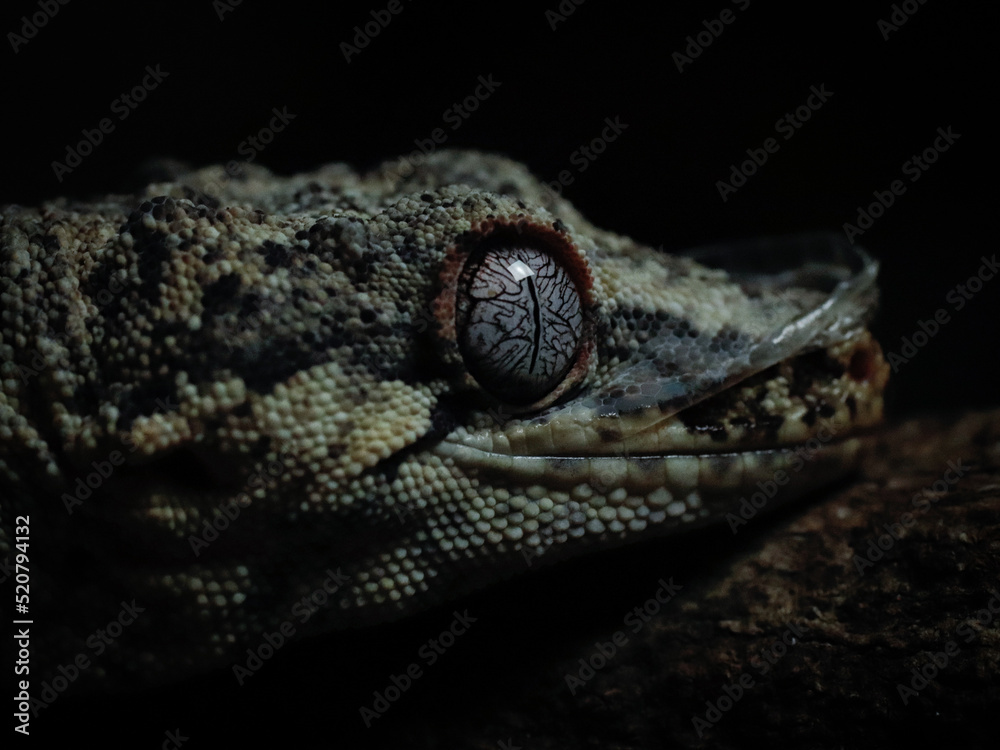 black and white lizard gecko rhacodactylus
